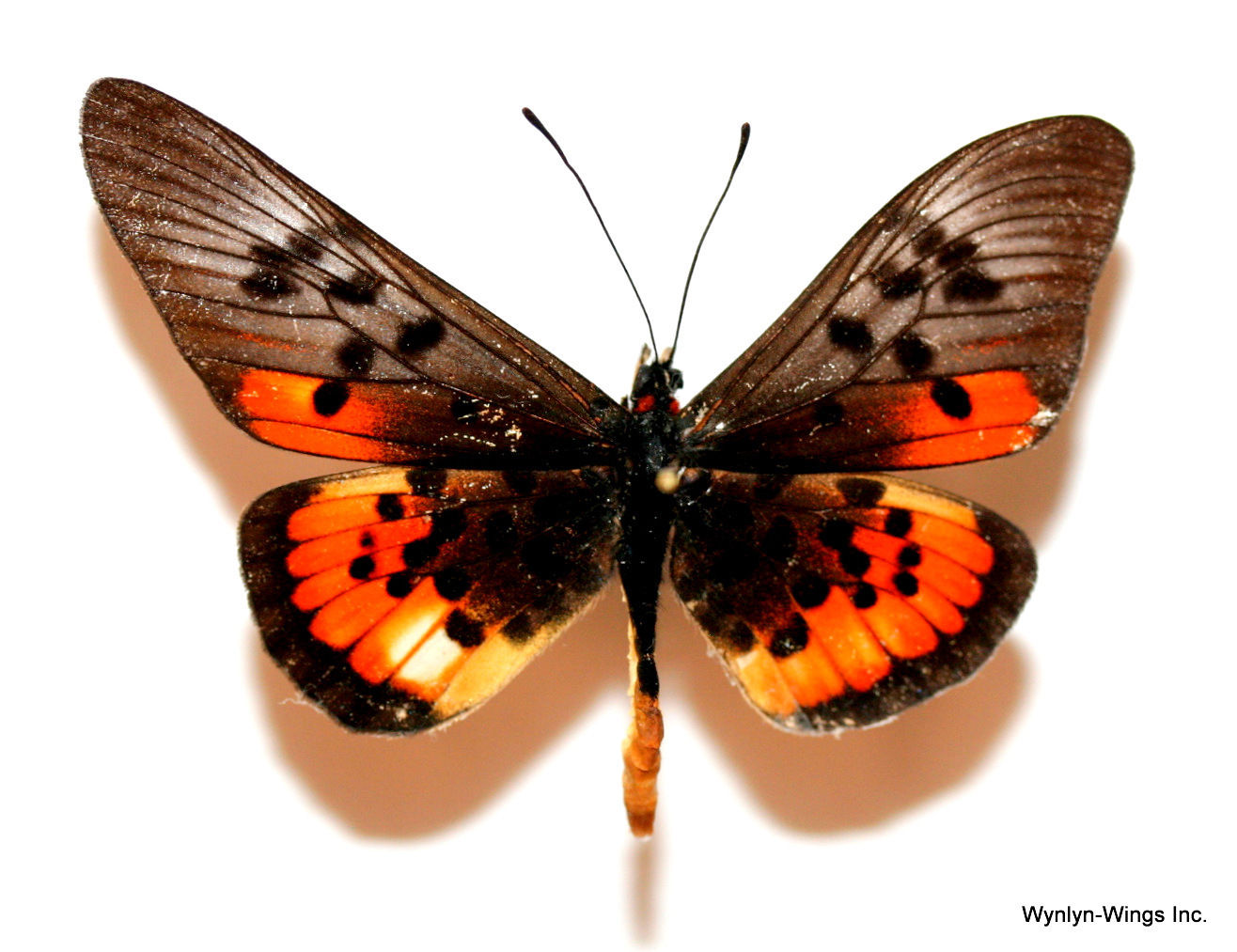 Acraeini acraea male (aberrant) Internet Image property of respective owner, non-commercial use only